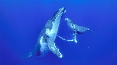 https://www.namava.ir/mag/wp-content/uploads/2021/10/Secrets-of-the-Whales-400x225.jpg