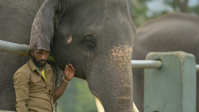 https://www.namava.ir/mag/wp-content/uploads/2023/08/the-elephant-02-400x225.png